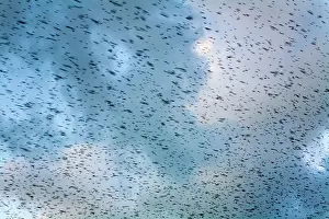 Wildlfe: Starlings - going to roost