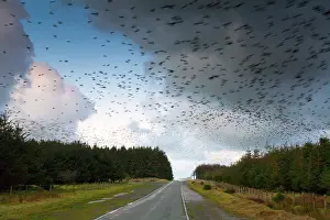 Wildlfe: Starlings - going to roost