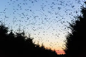 Wildlfe: Starlings - going to roost