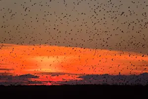 Wildlfe: Starlings - going to roost