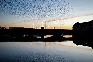 Roy Glen: Starlings going to roost