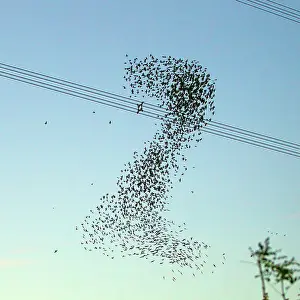 Murmuration: Starlings - a murmuration in the shape of number