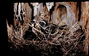 Monica Goth: STARLINGS - pair, nest building