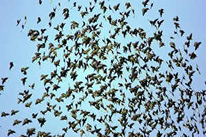 Panic: Starlings - Panic in flock due to presence of sparrowhawk