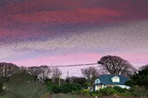 Preparing: Starlings - preparing to roost