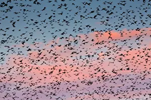 Preparing: Starlings - preparing to roost