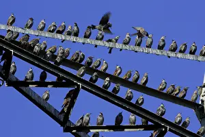 Pylon: Starlings - Resting on electric pylon