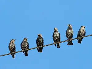 Lines: Starlings - Resting on power line in autumn, Northumberland