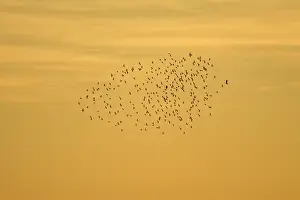 Attacked: Starlings - roosting flock being attacked by single hawk