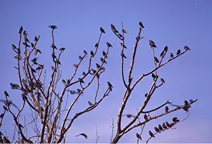 Roosting: STARLINGS - roosting in tree