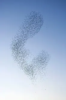 Shifting: Starlings - Shape shifting manoeuvres in the sky