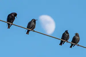 Starlings: Starlings (Sturnidae) on electricity wire, Chipping