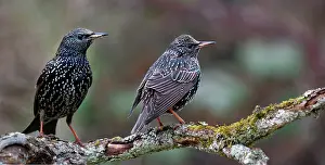 Plans: Starlings (Sturnus vulgaris) on a branch, Vosges
