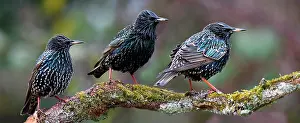 Plans: Starlings (Sturnus vulgaris) on a branch, Vosges
