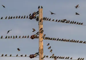 Soaring: Starlings, Sturnus vulgaris, in flocks around telephone