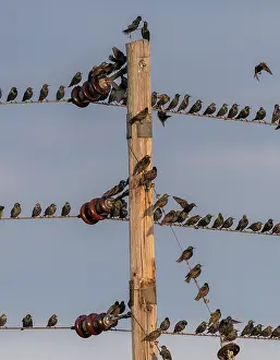 Soaring: Starlings, Sturnus vulgaris, in flocks around telephone