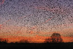 120219: Starlings - Sunrise - Somerset - UK
