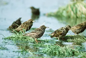 Starlings: STARLINGS - on water
