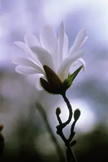 Stellata: Starmagnolia