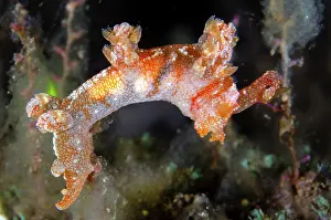 Antennae: Starry Bornella Nudibranch