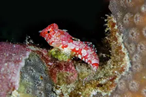 Starry: Starry Dragonet