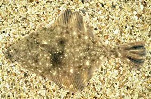 Flounder: STARRY FLOUNDER - CAMOUFLAGED