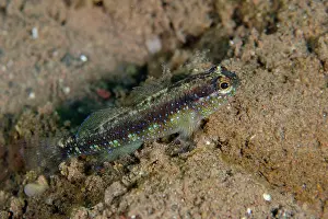 Stripe: Starry Goby