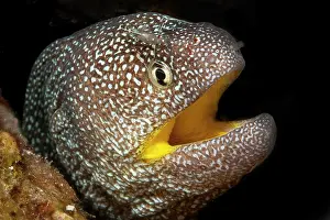 Prawn: Starry moray (Gymnothorax nudivomer) and Urocaridella