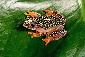 Starry: Starry Night Reed Frog, Heterixalus alboguttatus