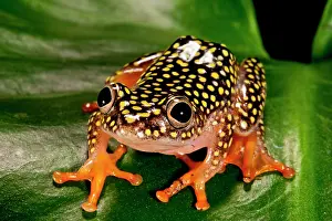 Starry: Starry Night Reed Frog, Heterixalus alboguttatus