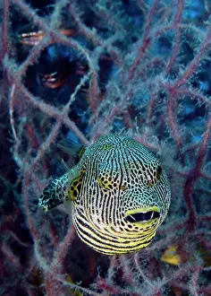 Arothron: Starry Pufferfish
