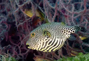 Arothron: Starry Pufferfish