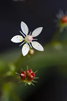 Peat: Starry saxifrage (Micranthes stellaris), Forlet