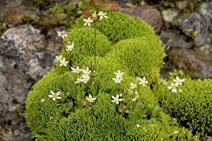 Saxifrage: Starry saxifrage in mossy flush, with Philonotis fontana