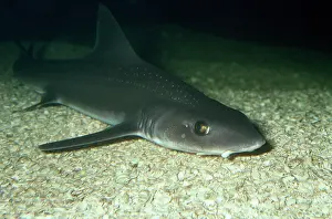 Asterias: Starry Smooth Hound Shark