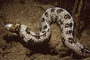 Valerie & Ron Taylor: Starry/Snowflake/Clouded/Nebulous MORAY EEL
