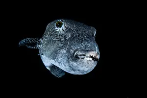 Arothron: Starry toadfish (Arothron stellatus), Andaman Sea
