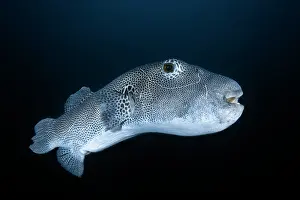 Arothron: Starry toadfish (Arothron stellatus), Andaman Sea