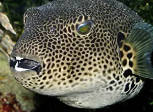 Arothron: Starry Toadfish / Starry Pufferfish