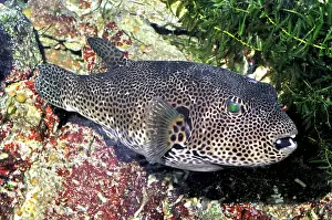 Arothron: Starry Toadfish / Starry Pufferfish - coastal waters