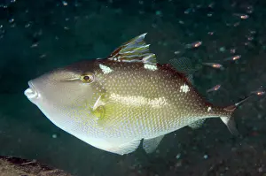 Spine: Starry Triggerfish