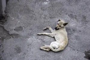 Thin: Starving Dog lying on a terrace Otavalo Ecuador