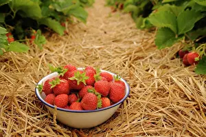 Loads: Starwberry, Fragaria, rows of plants mulched with straw and