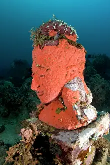 Pemuteran: Statue with coral growth on it