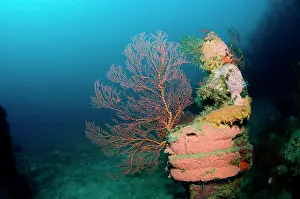 Pemuteran: Statue with coral growth on it