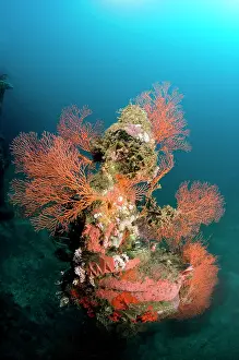 Pemuteran: Statue with coral growth on it