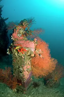 Pemuteran: Statue with coral growth on it