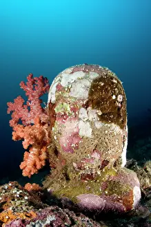 Pemuteran: Statue with coral growth on it