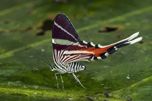 Longtail: Staudinger's Longtail (Erateina staudingeri) moth
