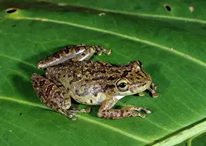 Scinax: Stauffer's Tree Frog (Scinax staufferi)